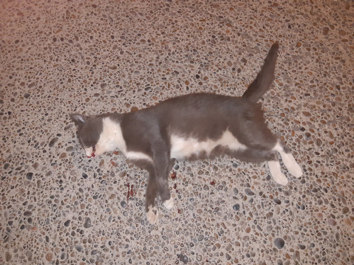 osunapaulo's tweet photo. Esto acaba de pasar hace media hora en Avenida Muster a la altura de barrio Etchepare en Trelew este hdp iba alcoholizado y mato a este gatito le dije que lo llevara al veterinario  y se dio a la fuga. 
Ojala te comas la denuncia https://t.co/NYfZrNvKLl