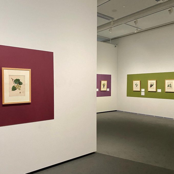 土屋仁応 進化論 特装BOX | werc.co.nz