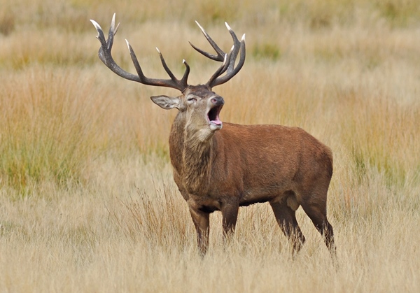 Australia’s feral deer problem is increasing.

A National Feral Deer Action Plan has been drafted and the working group is now asking for feedback. 

Send your feedback by Monday 20 March 2023. Check out the draft plan here: feraldeerplan.org.au