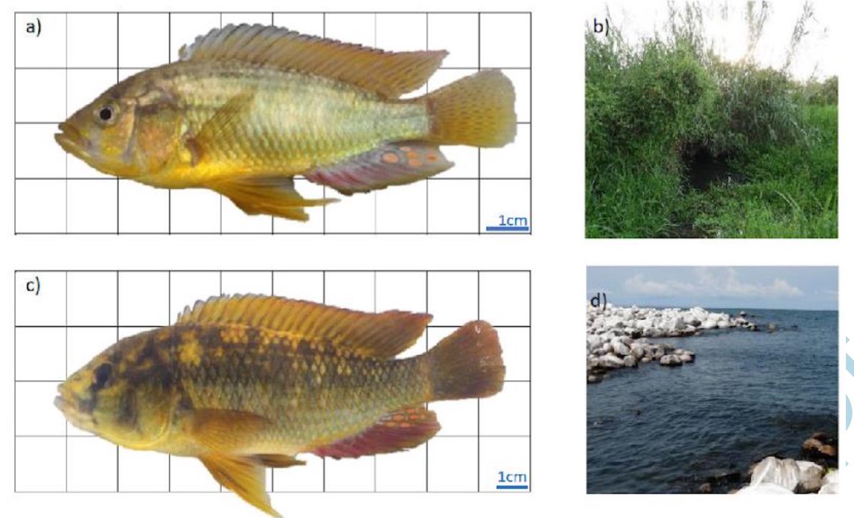 Why didn't this fish's parent lineage speciate in Lake Victoria? Potential answers in new paper "Constraints to speciation despite divergence in an old haplochromine cichlid lineage" by Müller, Moser, Frei &amp; Seehausen, in Evolution doi.org/10.1093/evolut…