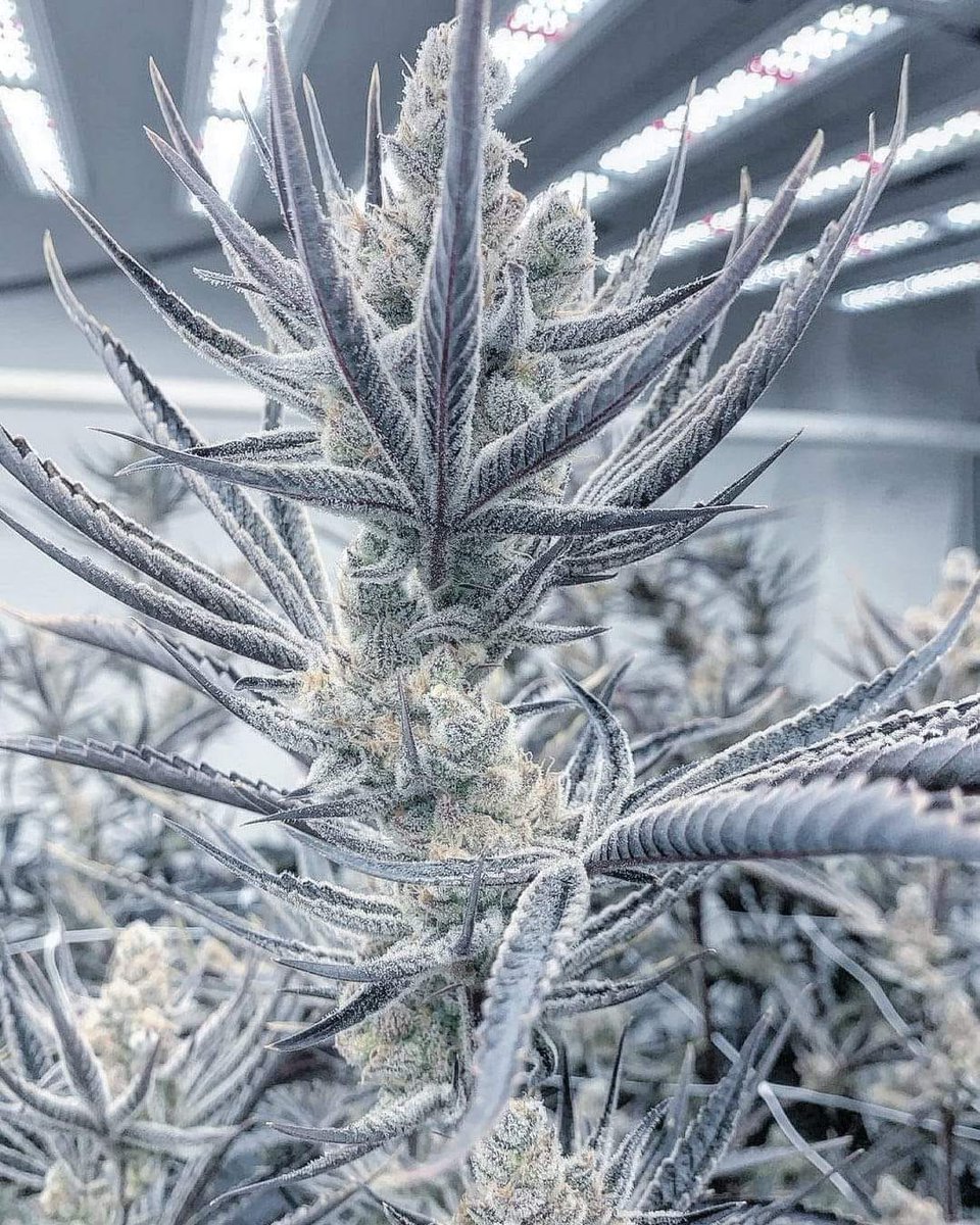 cannabishub's tweet photo. 🌿 Chernobyl

📸 Subcool's The Dank https://t.co/18PdSvDrh6