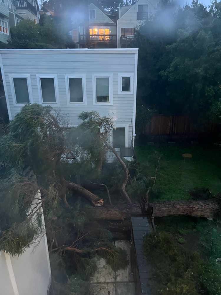 ArboristNow's tweet image. Got storm-damaged trees in San Francisco? @ArboristNow is the right tree company for the job! Get reliable help with professional cutting and removal services today. 

#treeservices #stormcleanup #SanFrancisco