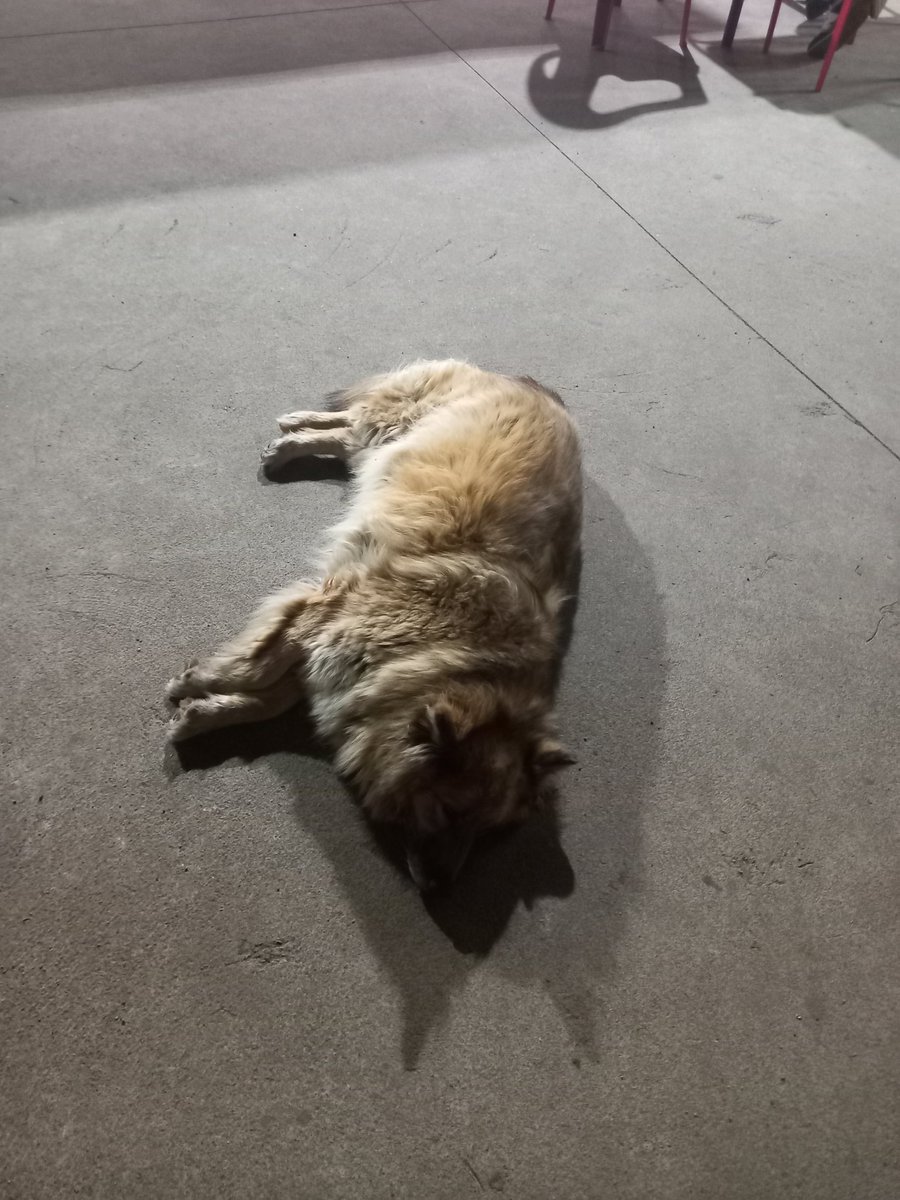 gyarink's tweet photo. Ayer cuando estaba en la calle, me pille a este perrito waton, ta lindo, ta waton https://t.co/MPAHLybeXu