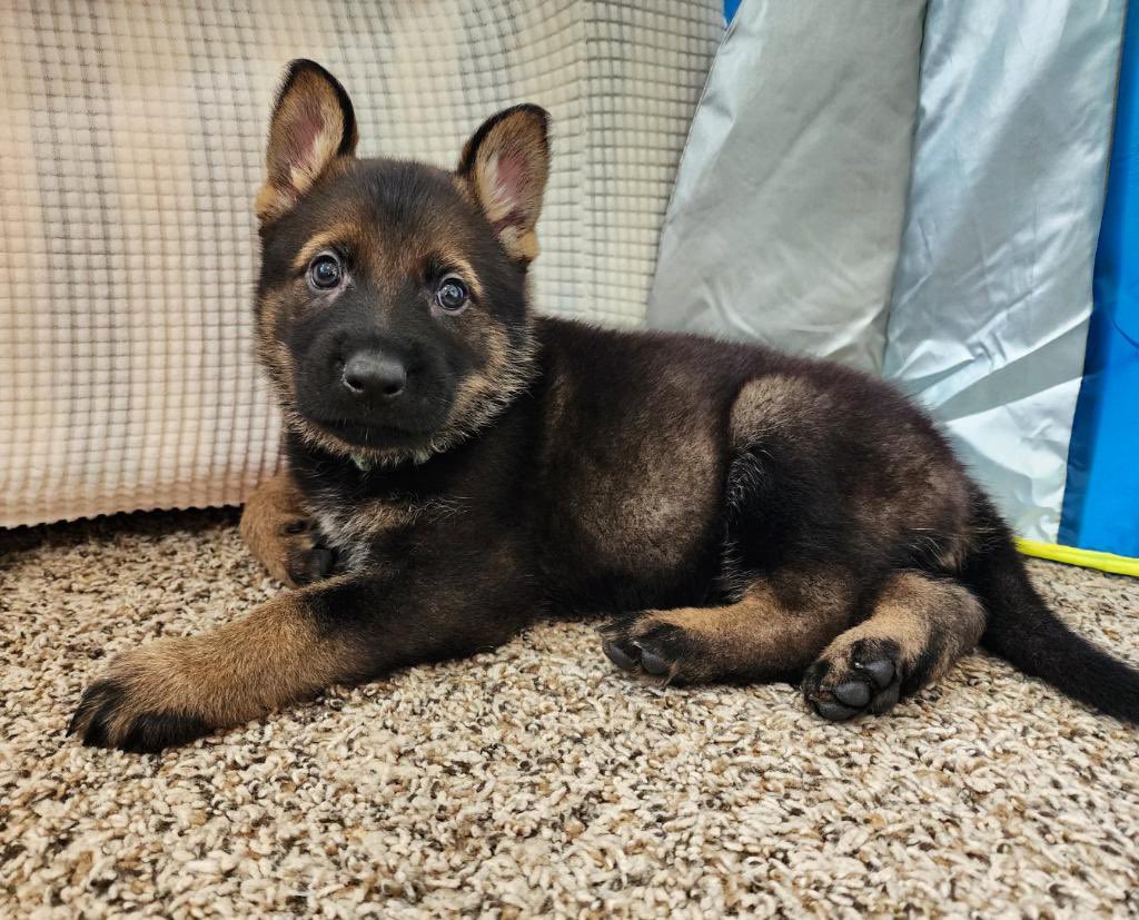 brookedrew22's tweet photo. Maverick 🖤🐾 https://t.co/HollqTQ4hW