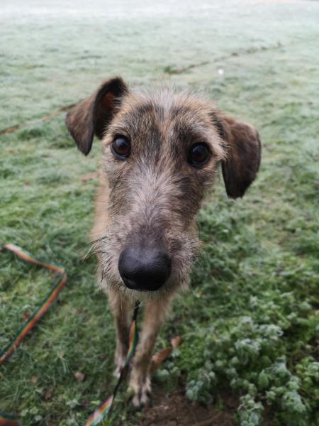 Please retweet to help Harvey find a home #NOTTINGHAMSHIRE #UK 

Gentle Lurcher aged 1. He's looking for a home with adults or older children. 
He may be able to live with another dog🐶✅

DETAILS or APPLY👇
jerrygreendogs.org.uk
#dogs #AdoptDontShop