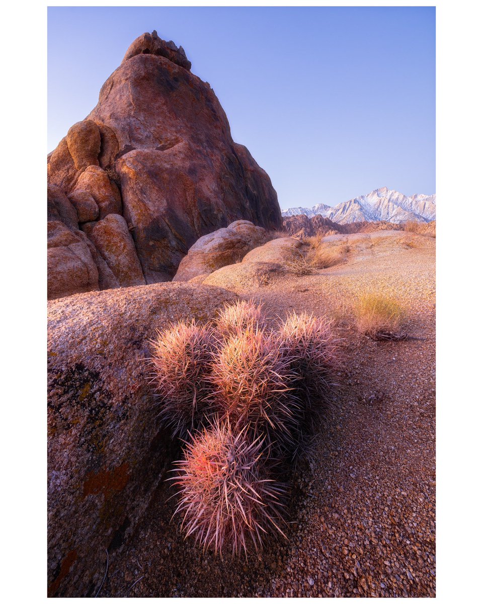 soft sierra light-

Possibly minting soon👀