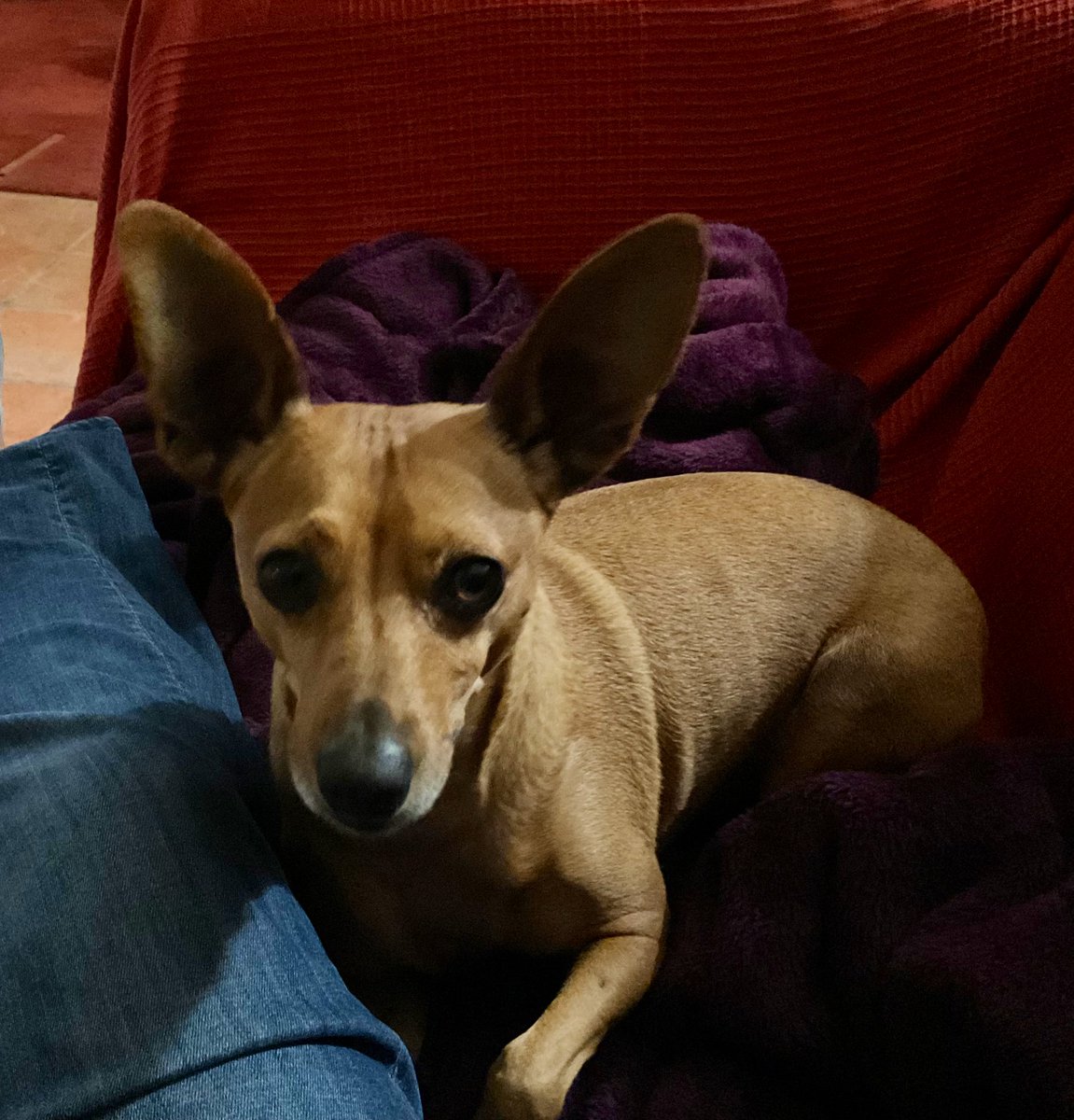 rebecca hudson tweet media