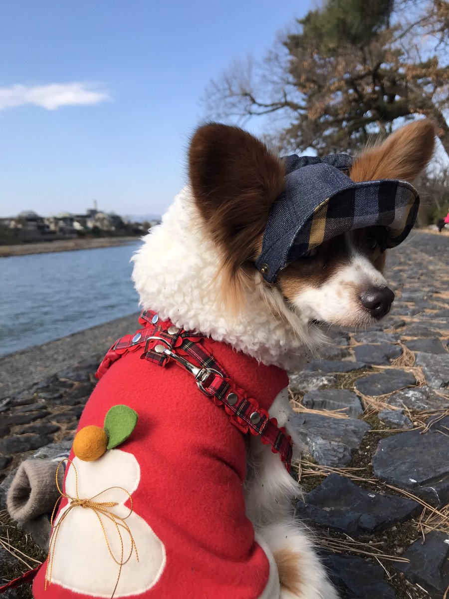 peachdogjp's tweet photo. あけましておめでとうございます🎍
今年も宜しくお願いします🎀 https://t.co/vrHucvAuOB