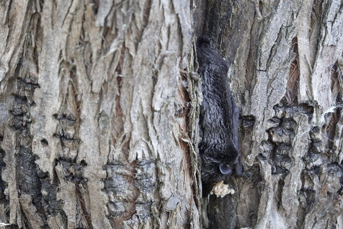 onlypnp's tweet photo. Silver-haired Bat, caught napping at Tommy Thompson Park, Toronto.  @ROMtoronto and #ROMwpyON https://t.co/SpfGUixSmY