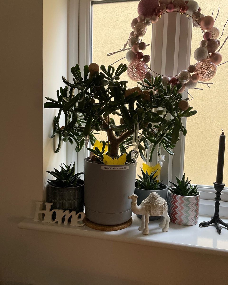 DevineCakeGirl's tweet photo. Anyone have any advice on taken some cuttings from this? #succulents #plants #houseplants https://t.co/UUQkKDDMMb