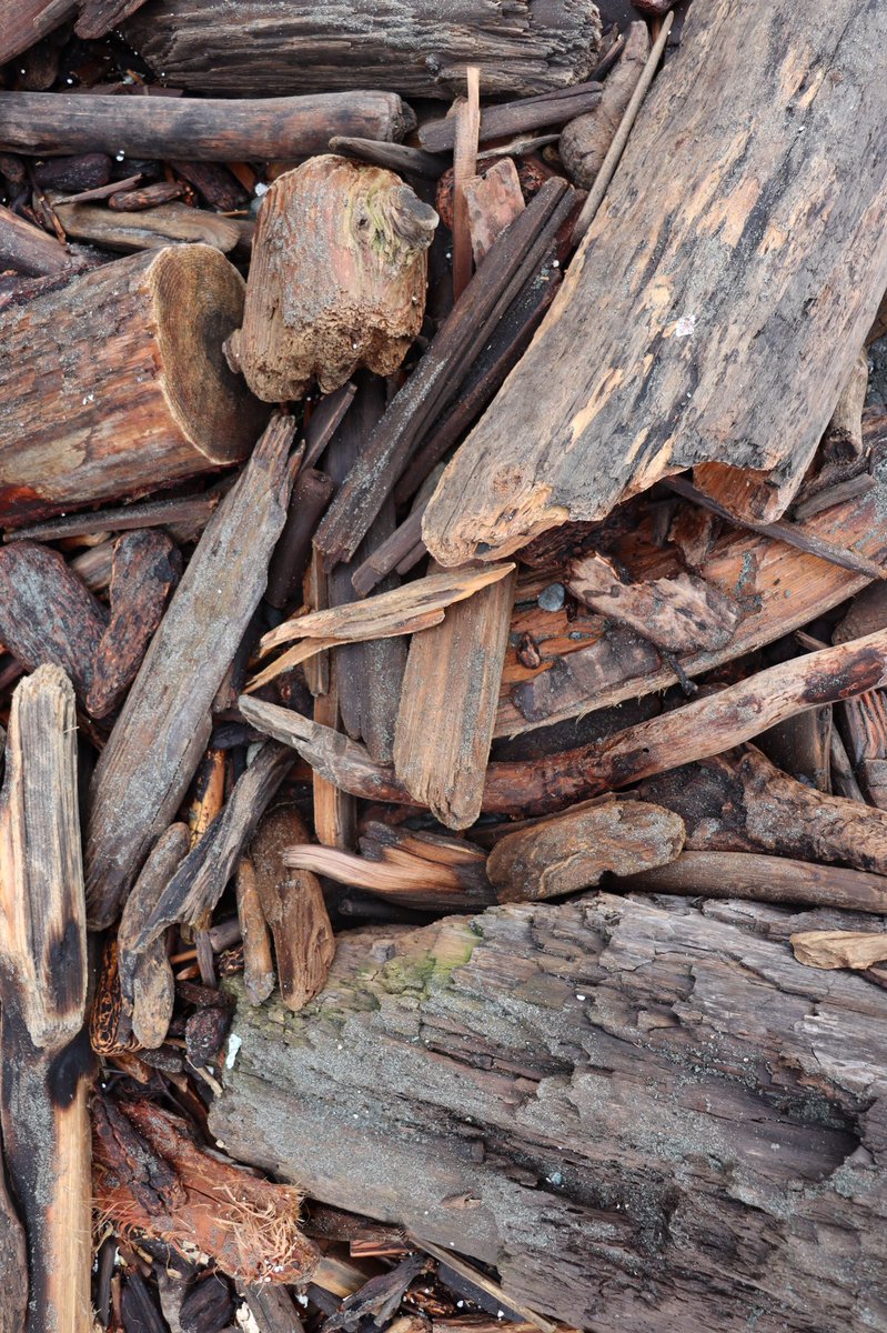 🇨🇦 Jean Paetkau 📕 tweet media