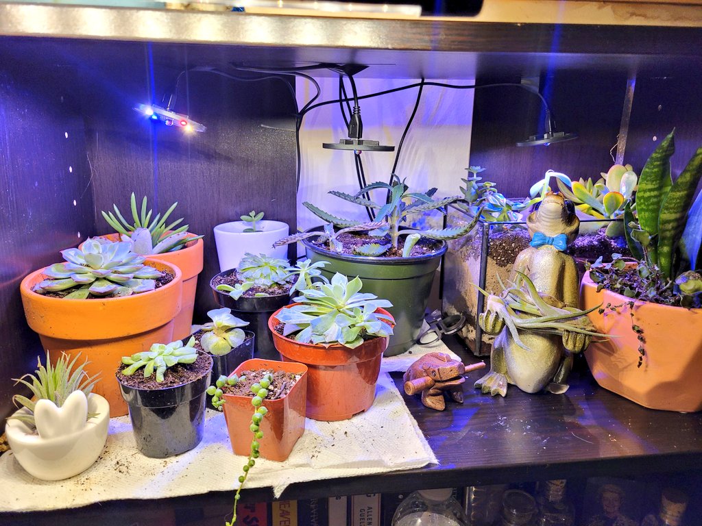 aspiringplntdad's tweet photo. A little rework of the collection... the #succulents are all doing well. 

Totally not gonna use the extra space as an excuse for a new plant 🤫

Hope everyone had a good new year 💙 https://t.co/9vsqeowMvk