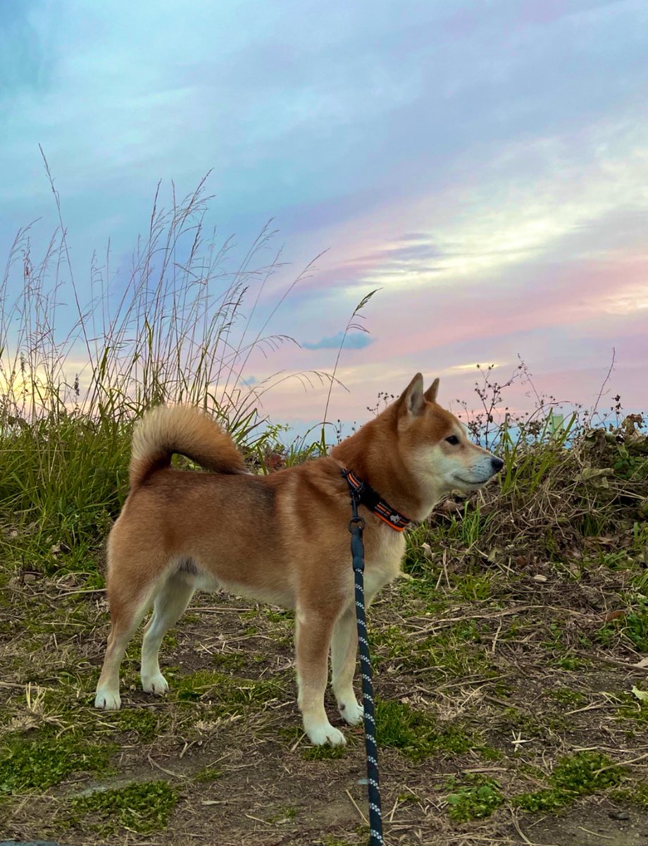 #イマソラ #空 #写真
#柴犬 #犬 #愛犬 #dogstar 

箱根駅伝が楽しみです♪ https://t.co/wiohuFdPl2