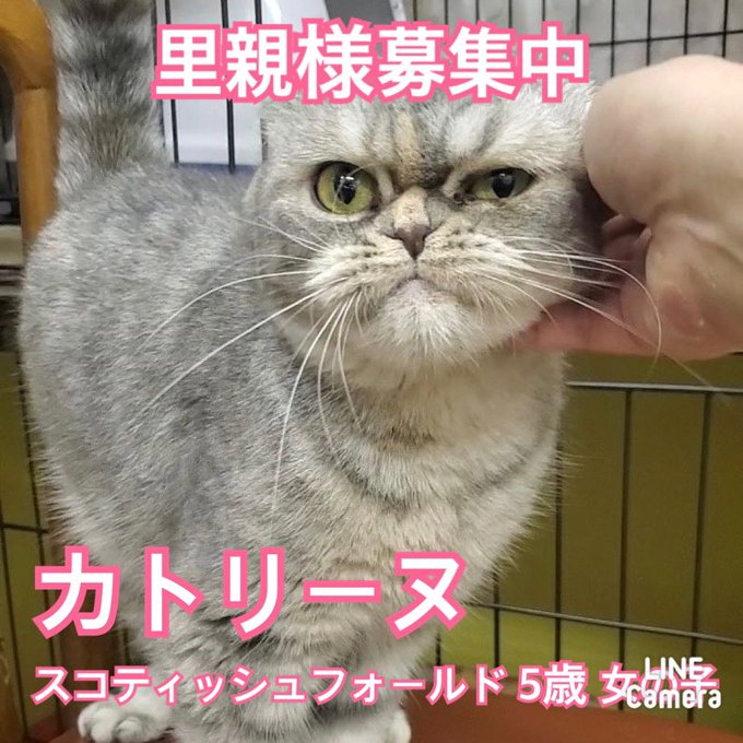 猫ちゃん』の評価や評判、感想など、みんなの反応を1時間ごとにまとめ ...