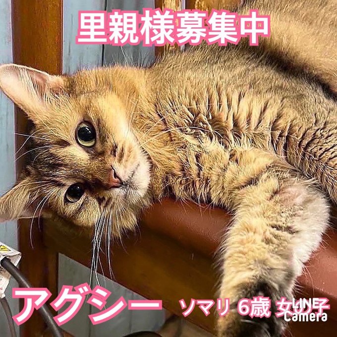 猫ちゃん』の評価や評判、感想など、みんなの反応を1時間ごとにまとめ ...