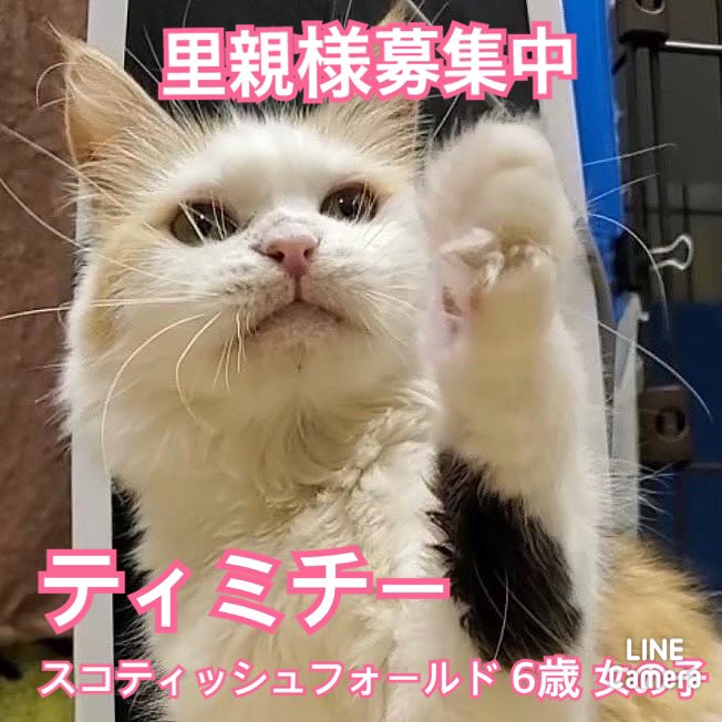 猫ちゃん』の評価や評判、感想など、みんなの反応を1時間ごとにまとめ ...
