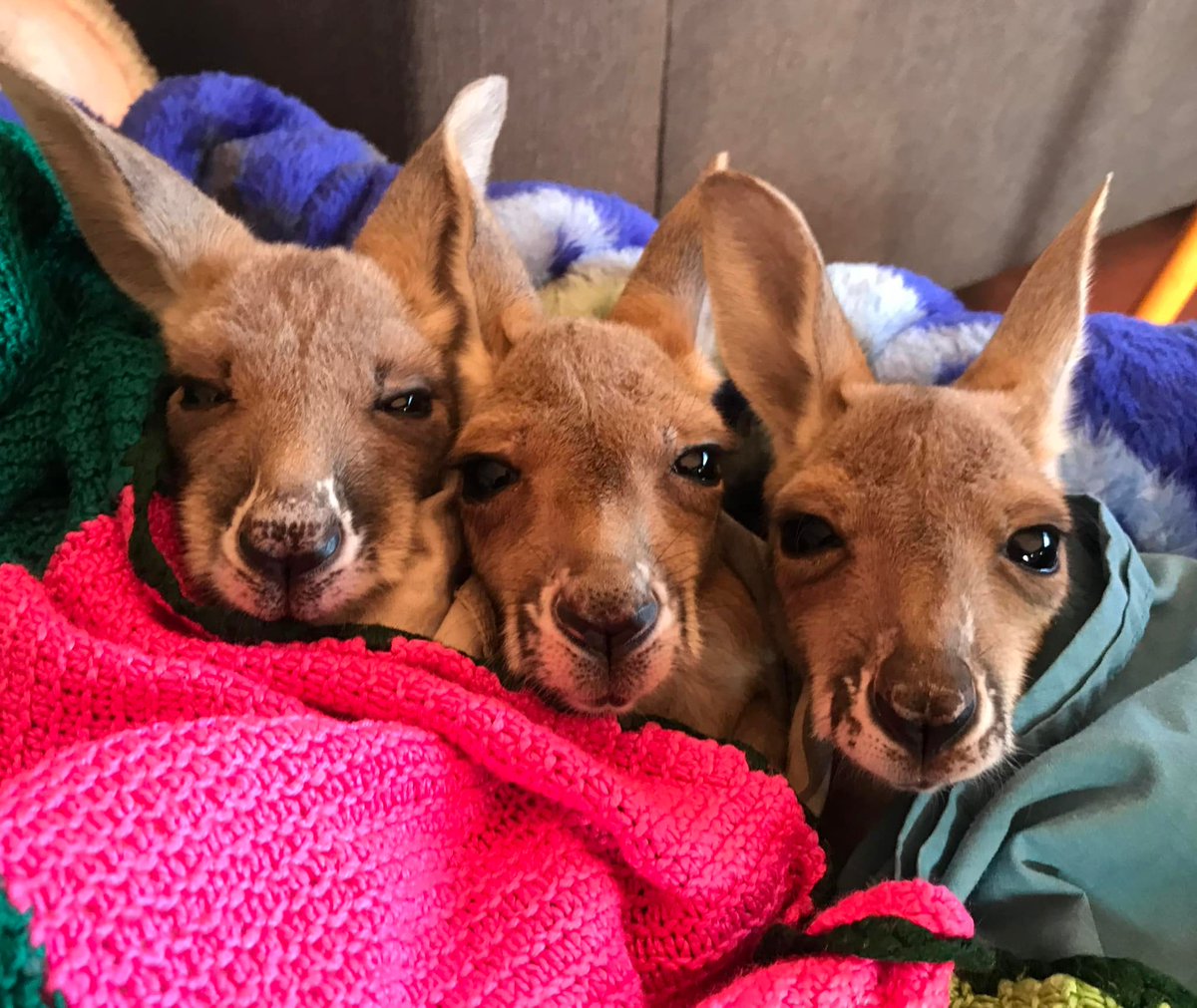 MaximusCampers's tweet photo. Could there be any better reason to explore #Australia?
A #lifetime of #adventure & #memories await you.
#MaximusUltimateCamperTrailer will be your perfect #travelcompanion. Enjoy your epic #roadtrip with all
the #comfortsofhome.
Preparing to #launch in 2023.
#staytuned https://t.co/p33D7w8OlD