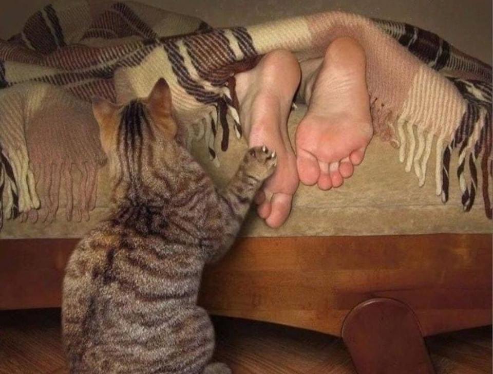 ThePhilosopurr's tweet photo. This little piggy is about to be slaughtered and sold at market if you don’t get up and mf’ing feed me…
#ItsAlwaysFoodOclock
Patience was never tiggy’ s strong suit.. https://t.co/J8MmBeLOvO