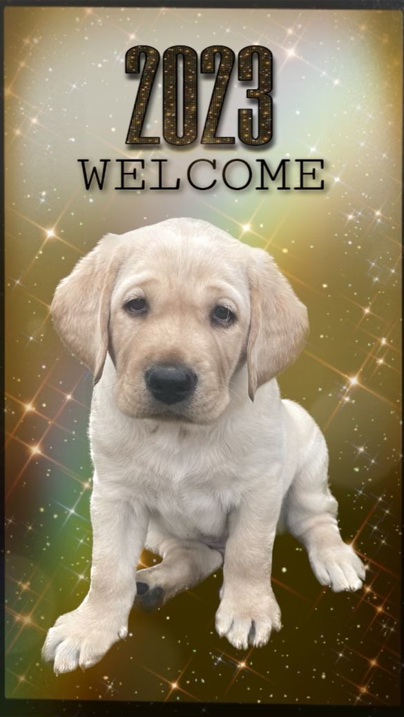 Happy New Year from Puppies Behind Bars! New Year, New Feels, New Chances, New Dreams! #newyear #2023 #pbb