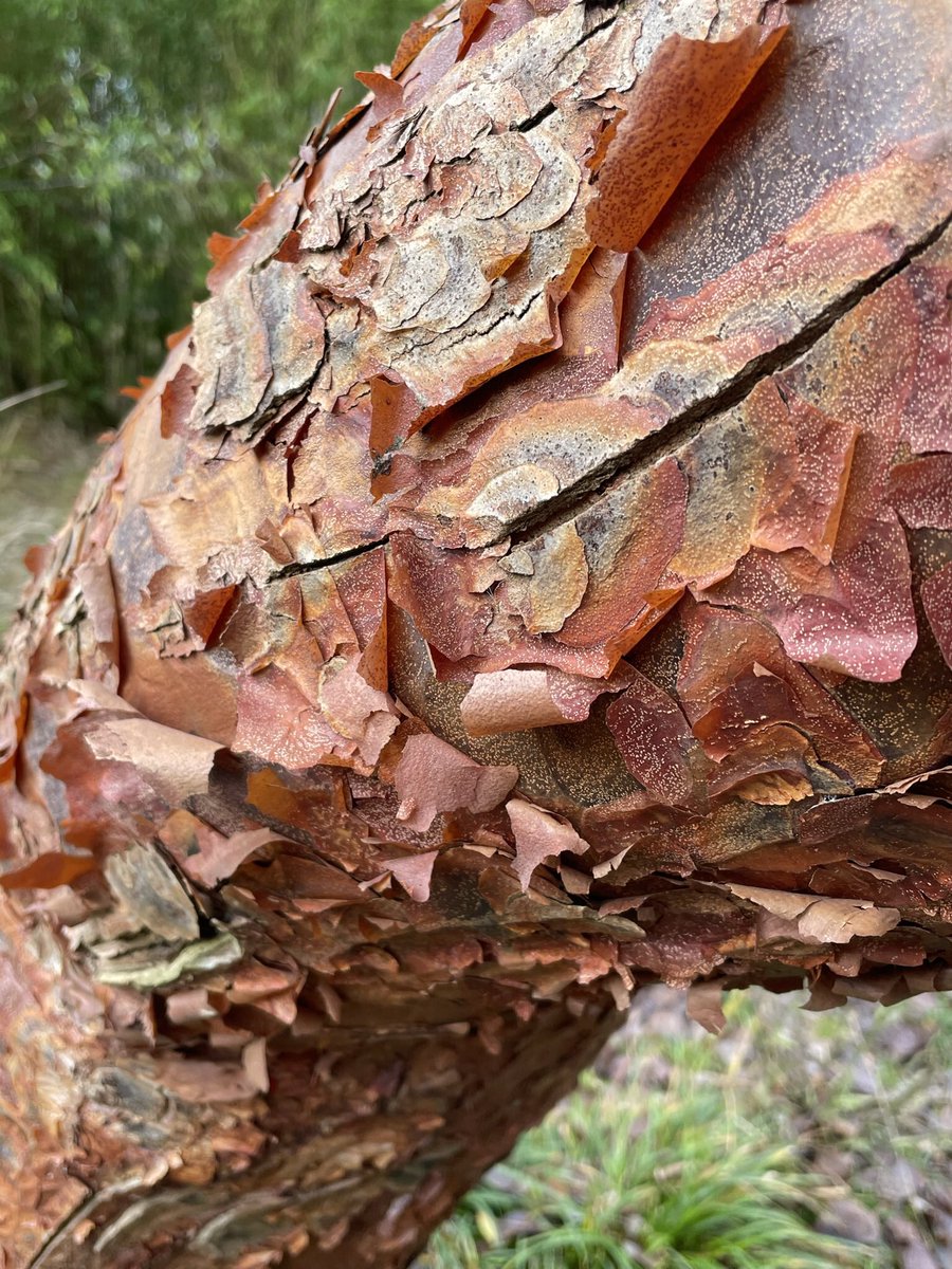 Seen on my #NewYearsDay walk in my local park: contorted hazel and query paperbark maple #12DaysWild