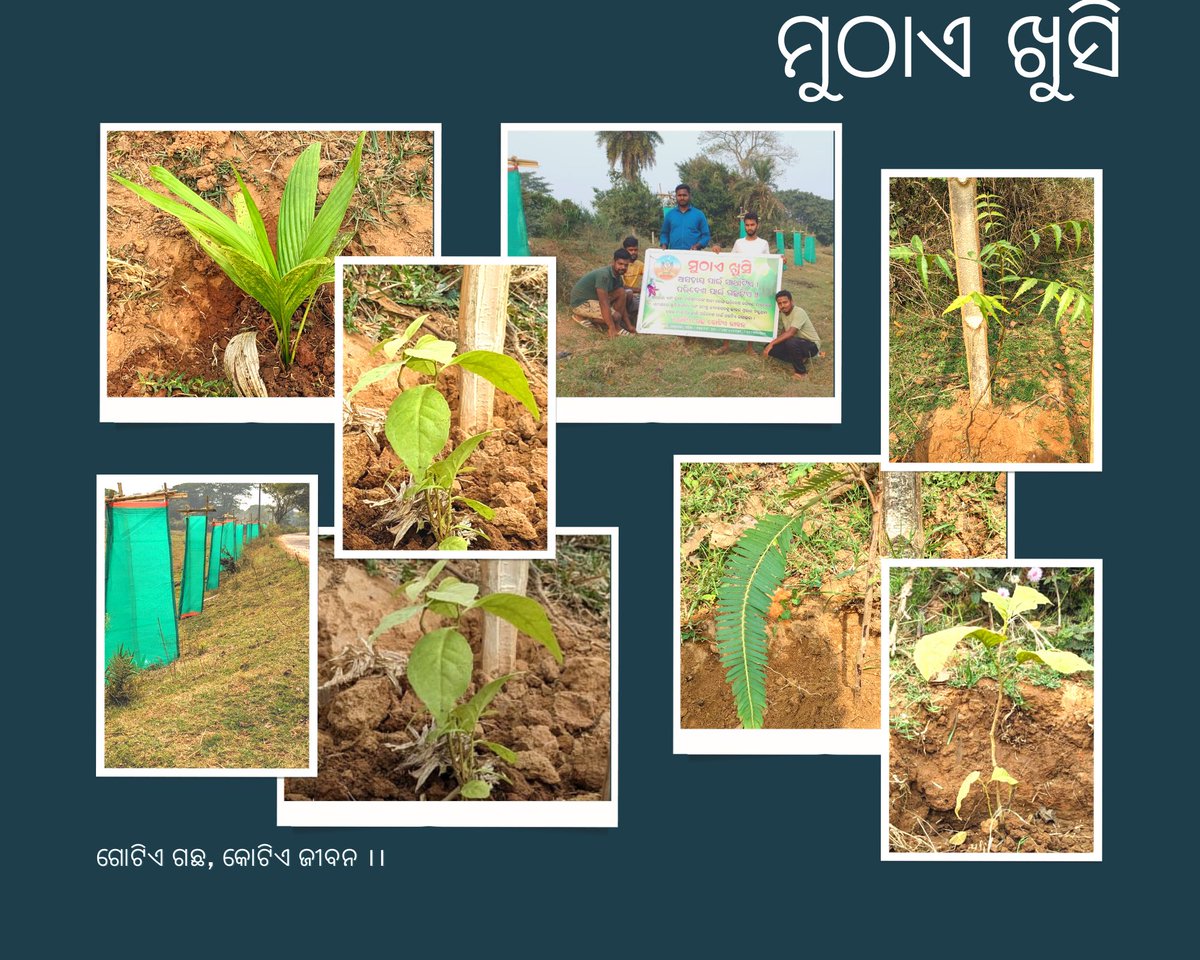 muthae_khushi's tweet photo. ଇଂରାଜୀ ନବ ବର୍ଷରେ ମନୋରଞ୍ଜନ କାର୍ଯ୍ୟକ୍ରମରୁ ନିବୃତ୍ତ ରହି କିଛି ନୂତନ ଚିନ୍ତାଧାରା ଏବଂ ନୂତନ ଆଶା ନେଇ ମୁଠାଏ ଖୁସି ସଂଗଠନର ସଦସ୍ୟ ଓ ସହଯୋଗୀମାନେ ନୂଆପଡ଼ା ଗ୍ରାମର ପୋଷ୍ଟ ଅଫିସ ଗଡ଼ା ଠାରୁ ବଲୁରିଆ ଗ୍ରାମପଞ୍ଚାୟତର ୧୧ ନମ୍ବର ୱାର୍ଡକୁ ସଂଯୋଗ କରୁଥିବା ମୁଖ୍ୟ ରାସ୍ତାର ପାର୍ଶ୍ଵରେ ବୃକ୍ଷରୋପଣ କରିଛନ୍ତି । https://t.co/8fxfLRGlQt