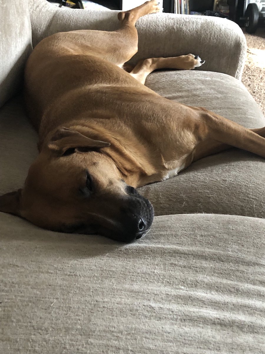 Thought I’d share some happy writing news alongside this photo of Luna 😊: After years of work on my memoir, I’m going to finish it this week! Can’t wait for this labor of love and pain to make it to the world, and maybe for it to even help someone. ❤️