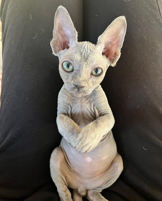 EVERYONE WISH PORGY A HAPPY FIRST BIRTHDAY!!! 🐱🎉🎈 https://t.co/CdFMKRRZhr