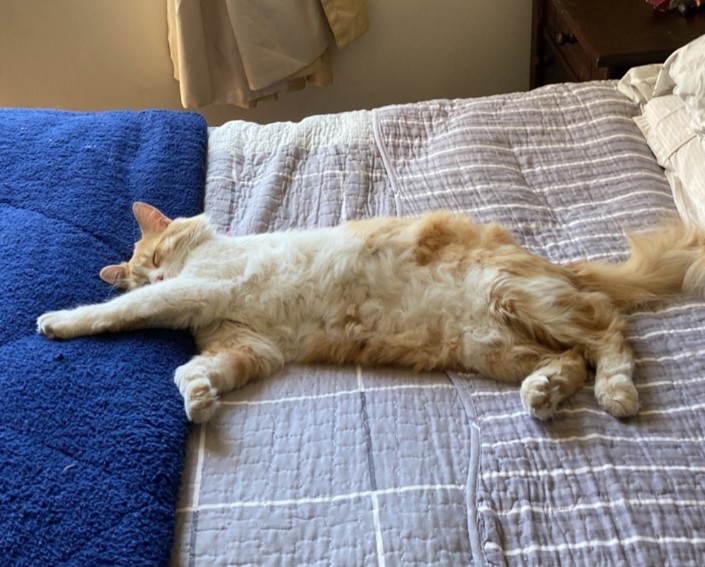 mininonegro's tweet photo. Siesta de 1er día del año..mientras mi papá humano trae el sustento https://t.co/zXHTTcY4SU