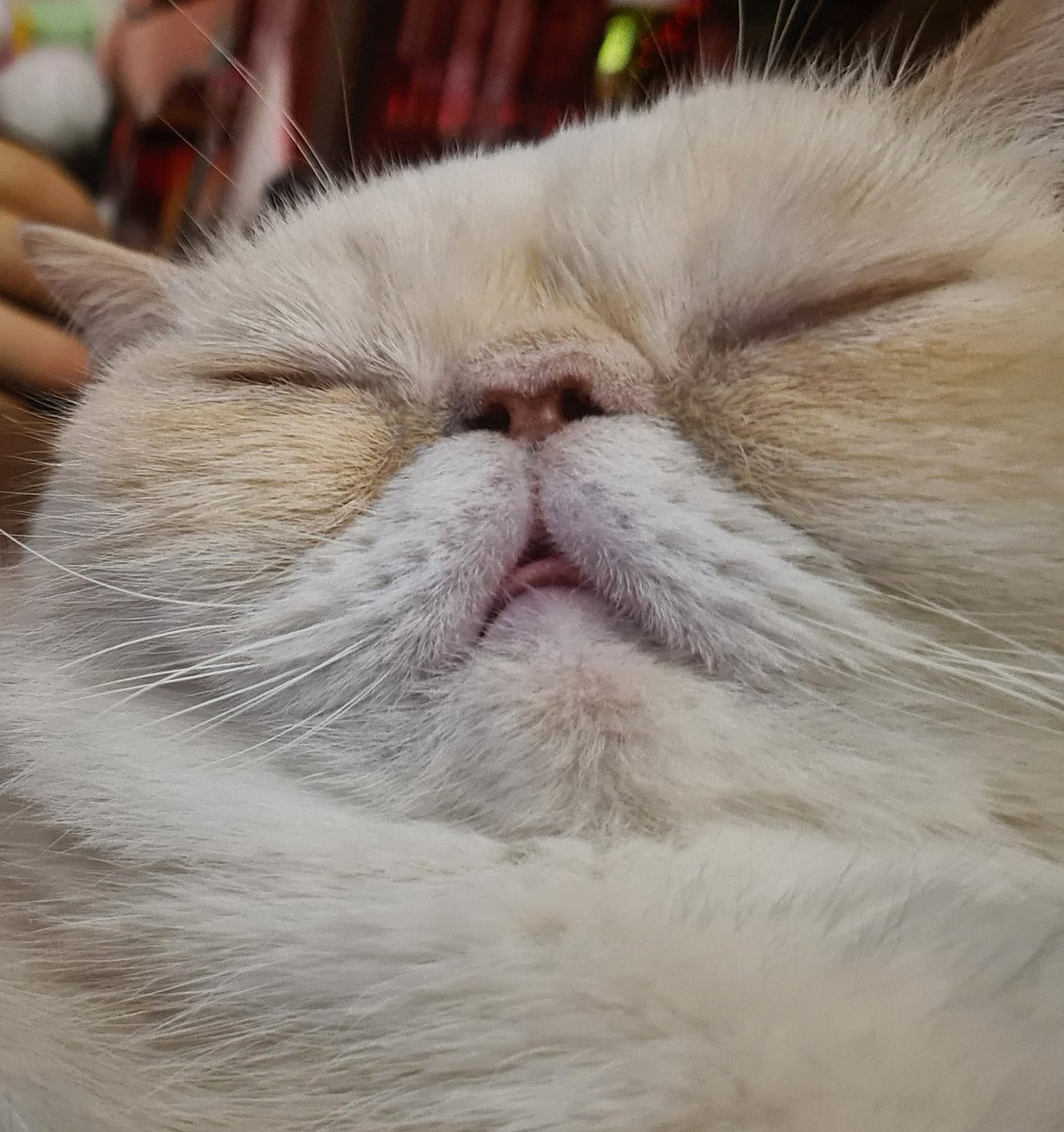 Murple meowface tweet media