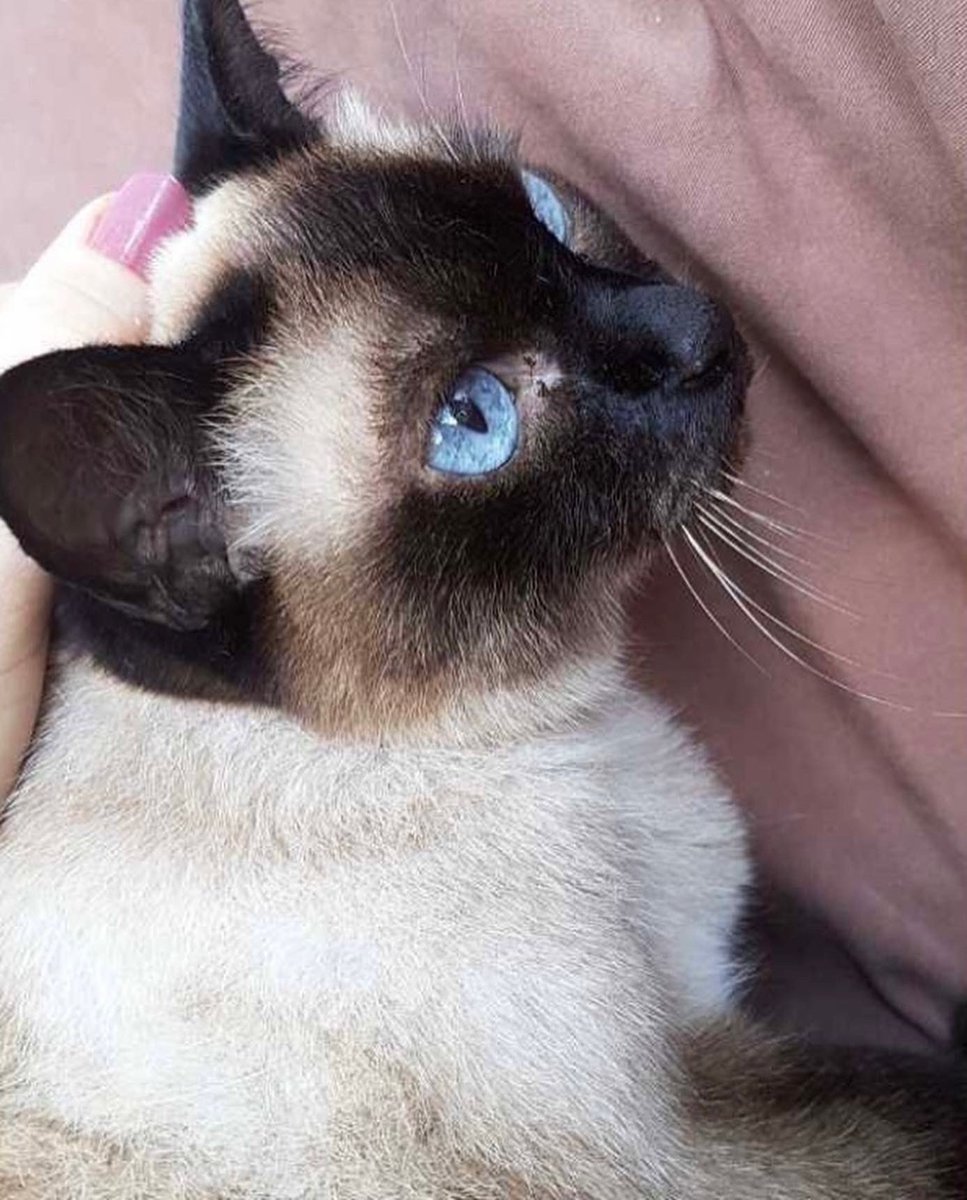 ♛  Nevin Tunali  ♛ tweet media