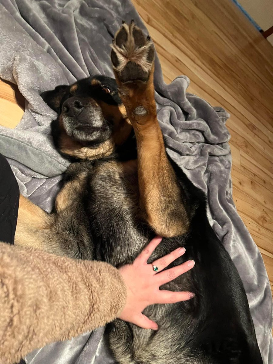 _Michelle_Jean_'s tweet photo. So many lost dogs after last nights fireworks 💔 This sweetie was found heading south on 34th street towards Ellerslie.  Sadly she’s not microchipped. Please share to find her home! #yeg https://t.co/0AYihWb9fD