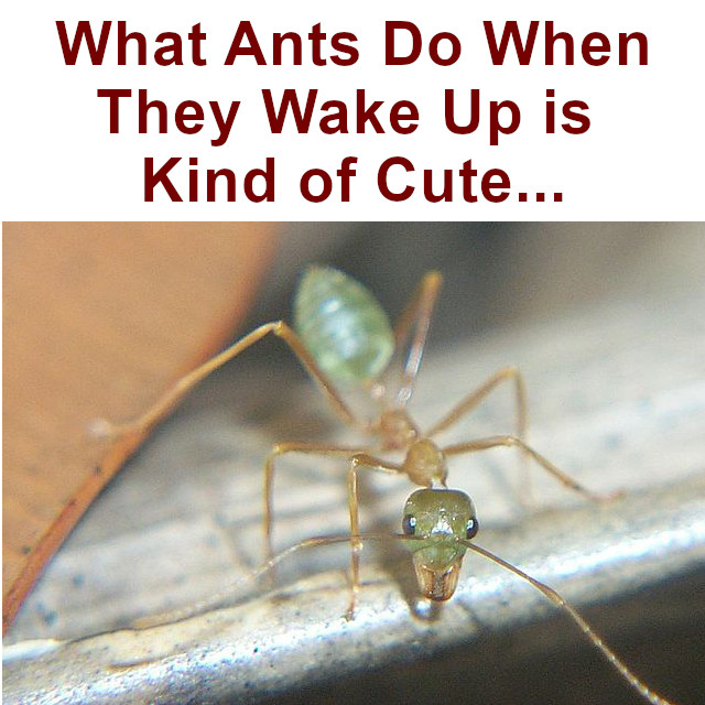 OddPickleball's tweet photo. What ants do when they wake up is kind of cute: https://t.co/i3dOJPsyA9 (#ant, #ants, #entomology, #insects, #zoology, #cute, #anthropomorphism, #cartoon, #cartoonLike, #sleeping, #sleep, #wakingUp, #wakeUp) https://t.co/OitdILYxFG