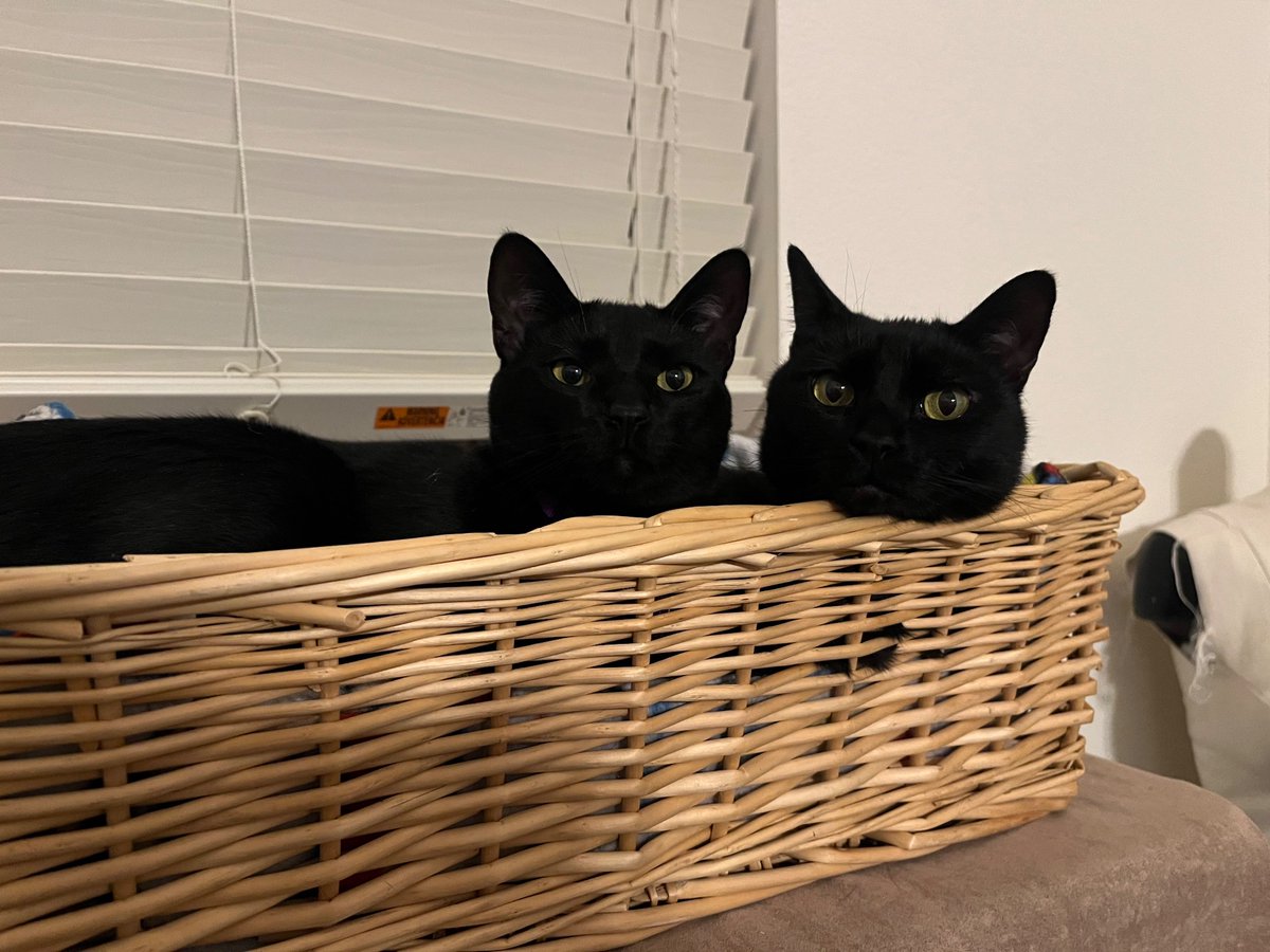 KittyAndIndia's tweet photo. Happy New Year!!!  #twocatsonebasket #queenkitty #blackcats #blackcatsmatter #catsoftwitter #cats #catsontwitter #meowlife #catlife #catlove #worrycat #indiamonkey https://t.co/9SlJrO4W24