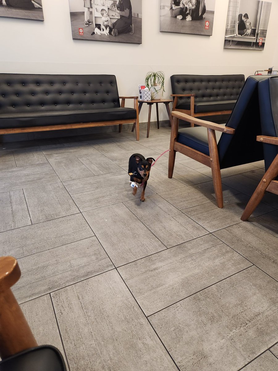 JenniferAgustin's tweet photo. If you don't mind driving to San Ramon, I highly, highly recommend this place. They are open 24/7 and way, way cheaper than Sage. And, you get to stay with your pet at all times. The  staff and Dr's are extremely friendly and compassionate. @TheVEGolution https://t.co/3ICOpKWULN