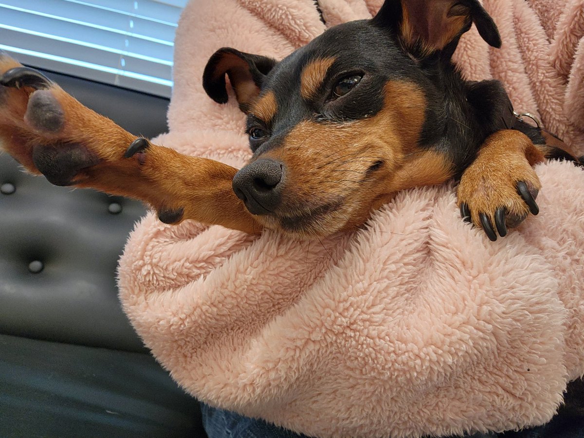 JenniferAgustin's tweet photo. If you don't mind driving to San Ramon, I highly, highly recommend this place. They are open 24/7 and way, way cheaper than Sage. And, you get to stay with your pet at all times. The  staff and Dr's are extremely friendly and compassionate. @TheVEGolution https://t.co/3ICOpKWULN