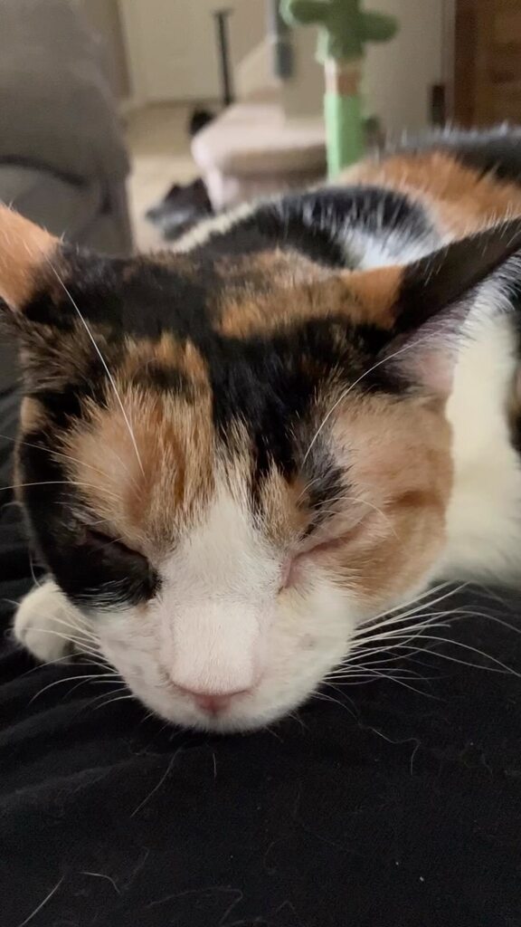 ClowderComics's tweet image. Ciri shleepy sleepin #asmr #catsleeping #specialneedscats #calicocat #catasmr Click to watch the Video! ift.tt/84hOfeF