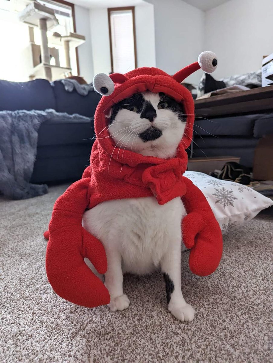 ShowYourCat's tweet photo. https://t.co/RGjaHAAbHh