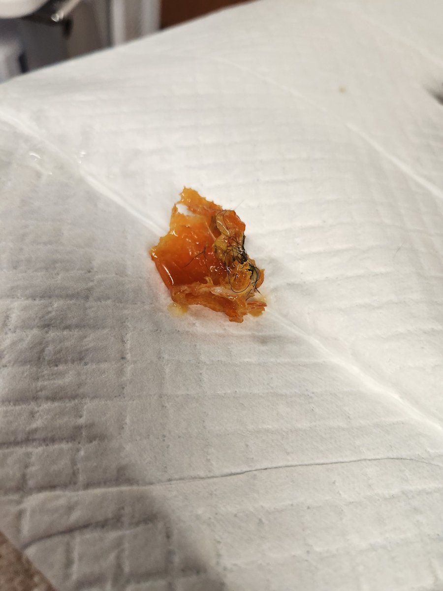 JenniferAgustin's tweet photo. One piece of the squeaker they pulled out of Cocoa. There were a total of 5 pieces. Thank you Dr. Ogg and Cocoa's nurses (sorry, I forgot their names).@TheVEGolution https://t.co/GNBk5abgoT