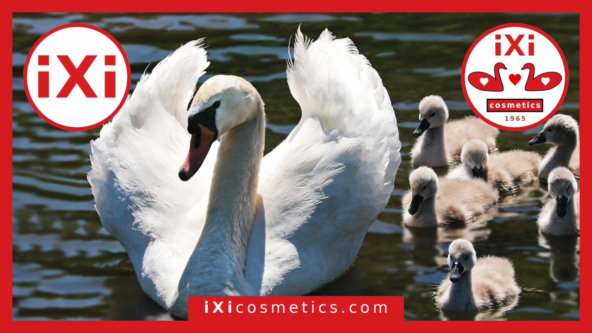 ixicosmetics's tweet photo. Sometimes, Swans are considered a distinct subfamily, Cygninae.
#ixi #ixicosmetics #ixi1965 #swan #cosmetics #geese #ducks #water #sun #ecology #live #love #life https://t.co/1Np8eUkm87