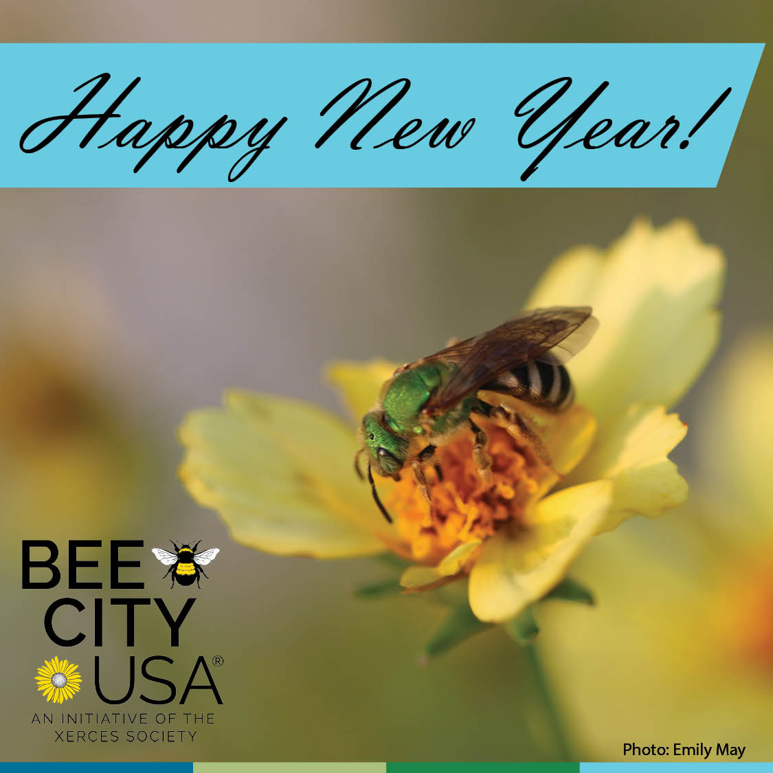 Happy New Year from all of us at Bee City USA and Xerces Society. May your year be filled with abundant flowers and healthy buzzing bees. #BeeCityUSA #BeeCampusUSA