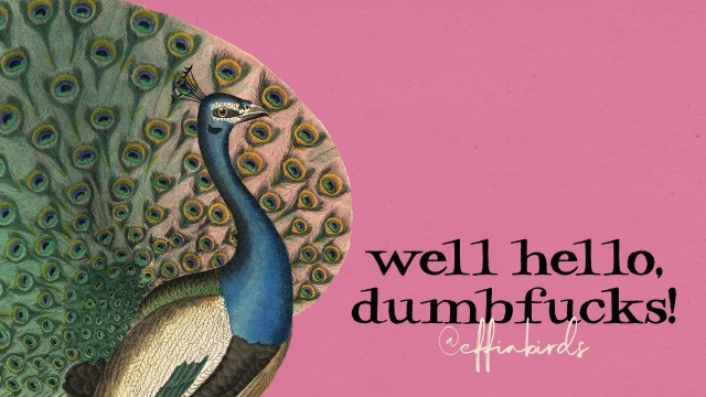 Effin' Birds (@effinbirds) on Twitter photo 