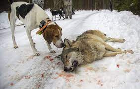I morgon 2023-01-02 kommer den största vargslakten i svensk modern historia börja. 75 vargar jagas hänsynslöst av hundar och jägare med skarladdade gevär. För deras kött, nej, för deras päls, nej. Vargen jagas för den är varg.
Så bedrövligt sorgligt
STOPPA VARGSLAKTEN