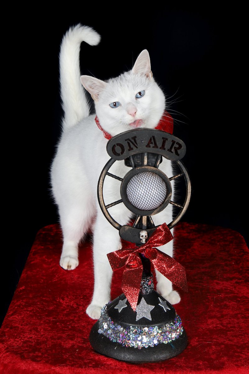 HAPPY MEW YEAR! 🎉

#acrocats #HappyNewYear #HappyNewYear2023 #CatsOfTwitter