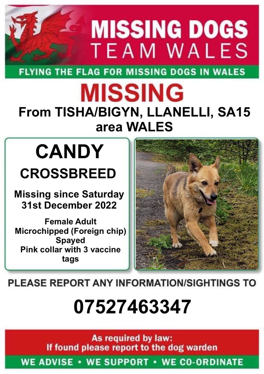 missingdogwales's tweet photo. ‼️DO NOT CHASE, CALL OR ATTEMPT TO CATCH, VERY NERVOUS DOG RECENTLY MOVED HERE WITH OWNER FROM BULGARIA‼️
‼️CANDY IS MISSING FROM #TISHA/#BIGYN, #LLANELLI, #SA15 area #WALES Sat 31st Dec 2022
‼️wearing a Pink collar Microchipped, Spayed
‼️RING NUMBER ON POSTER ASAP IF SEEN‼️ https://t.co/siA6mMCGT2