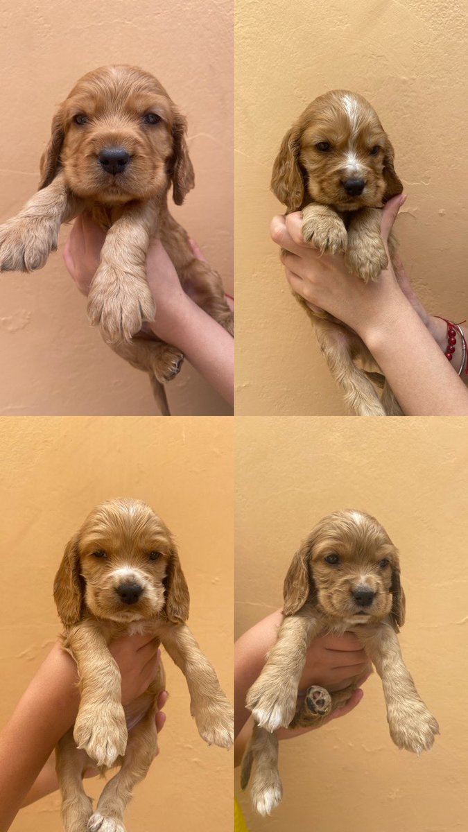 domepinosm12's tweet photo. Amigos tengo cachorritos cocker spaniel inglés 🫶🏽. Más inf 0987864897 

Si me ayudan a compartir less amaría ❤️ https://t.co/zGK3k4BrUR