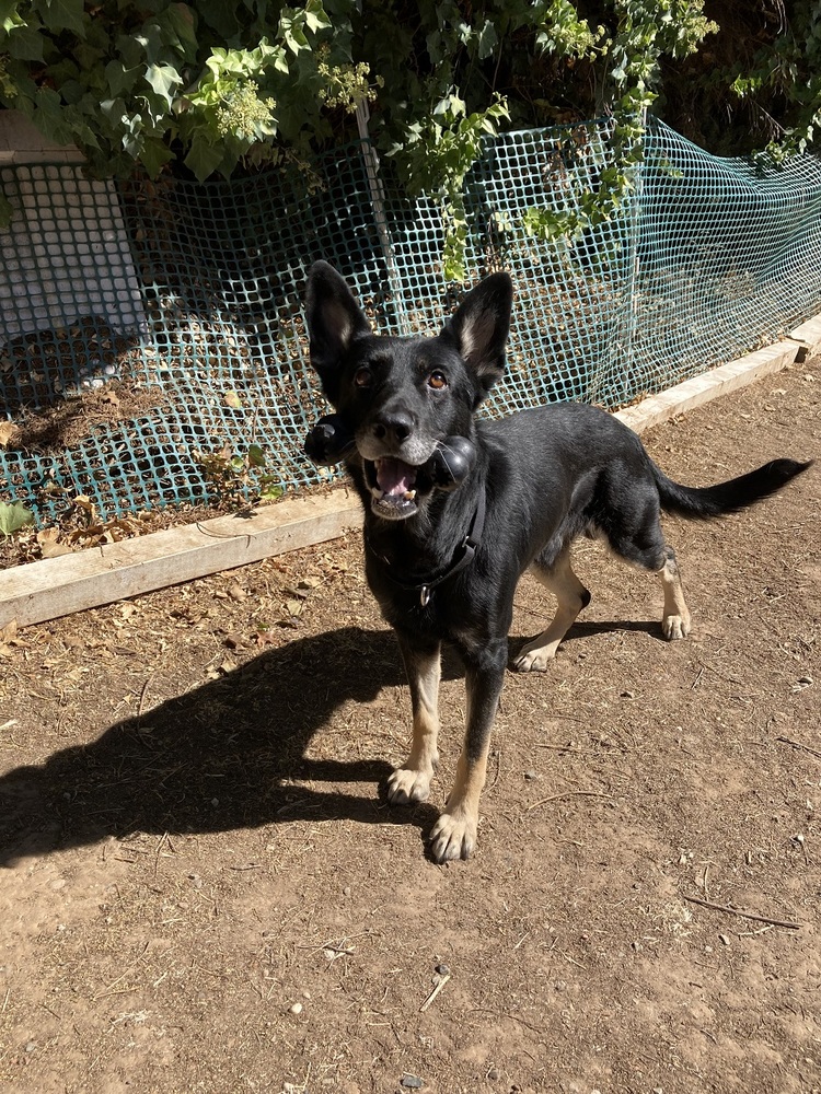 BayGSDRescue's tweet photo. Lyle is a 3-4 year old (60 lb) male who is friendly, loving, gentle, social, eager to please, playful and happy-go-lucky. He love balls &amp; toys, is friendly with dogs &amp; kids, but no cats or critters for him.
https://t.co/85F0kKdmDv
#AdoptDontShop #RescueDogs https://t.co/Mq9emLUVDp