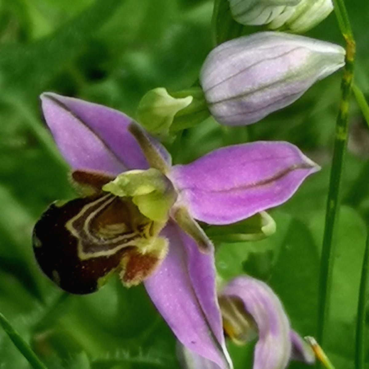 streetbotany's tweet photo. Happy New Year to all from @StreetBotany, much enjoyed seeing your pavement, wall, and urban plants this year. Here's to a curious 2023. One favourite Bee Orchid from my research study site in #Leiden #LBSP this year from me.🥰
Ik wens jullie allemaal een happy nieuw jaar ❤️🇳🇱 https://t.co/Gz57jTcxwu