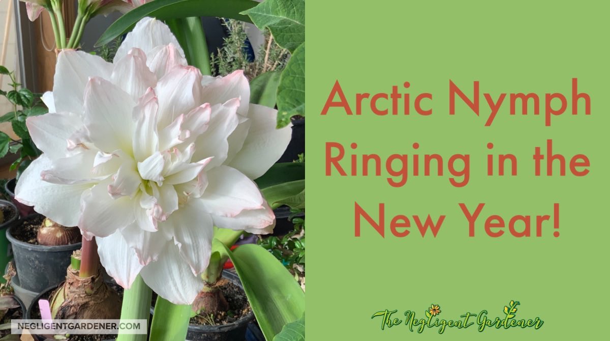 Happy New Year! Love this Arctic Nymph and the hints of pink on the edges of the petals.

#amaryllis #flowers