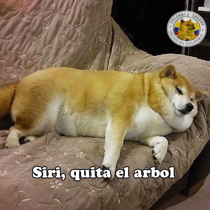 ColombiaCheems's tweet photo. Mood: https://t.co/kQssSJCqVc