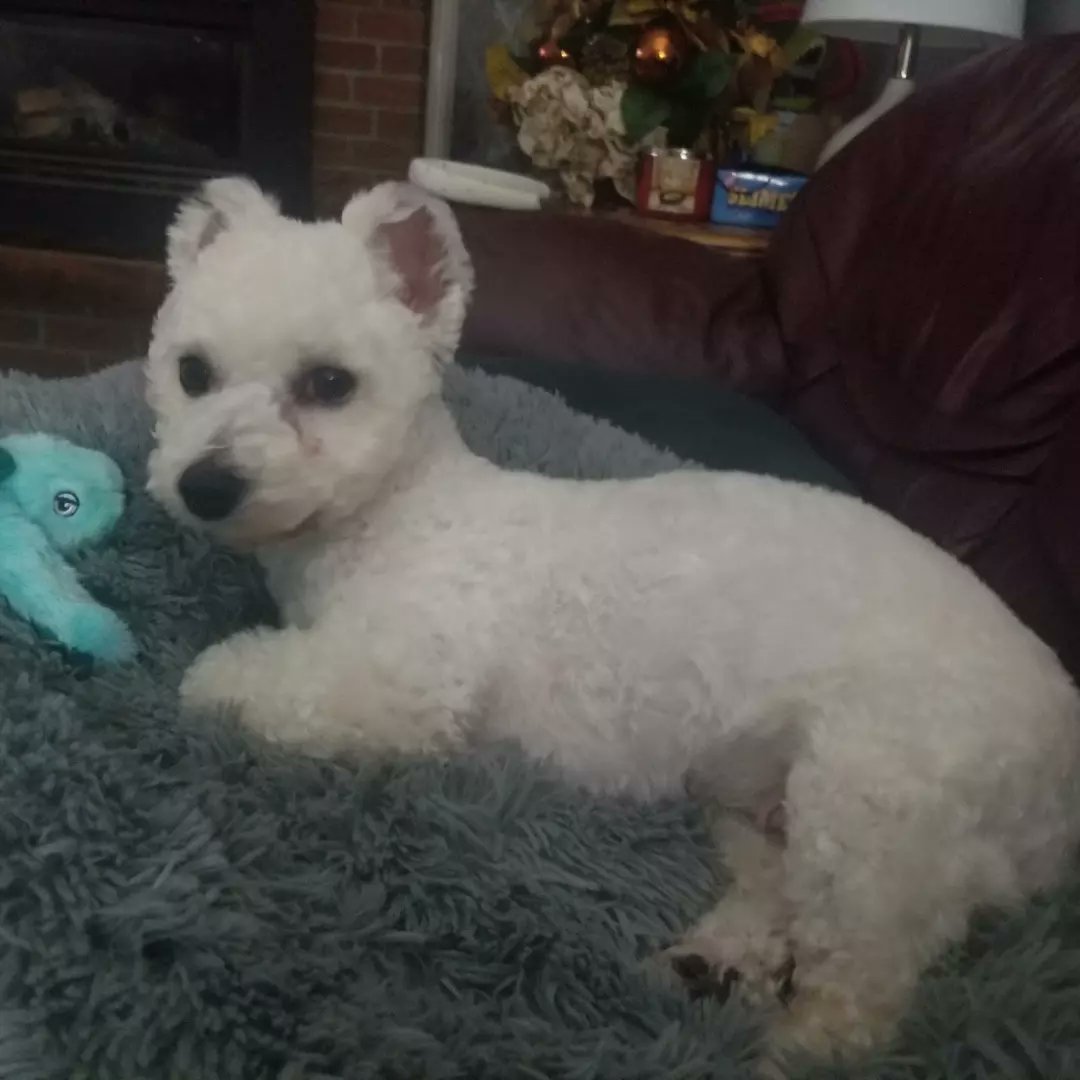 MassecarSandie's tweet photo. @Valaleri Here's our new dog, Miku. https://t.co/TtIhnsk2zK